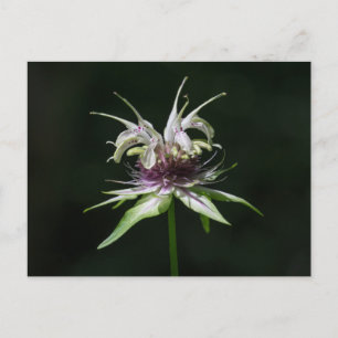 Basiliek Växt Hjärtmynta Vit Bergamot Vildblomma P Vykort