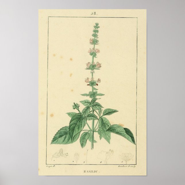 Basilik, Basil Plant-Skriv ut Poster (Framsidan)