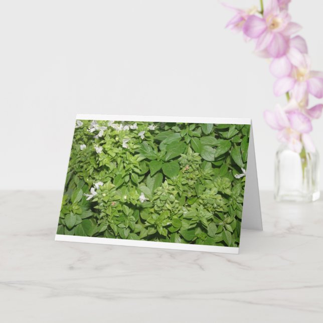 Basilja ört (Ocimum basilicum) Kort (Orkide)