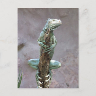 Bask Iguana-vykort Vykort