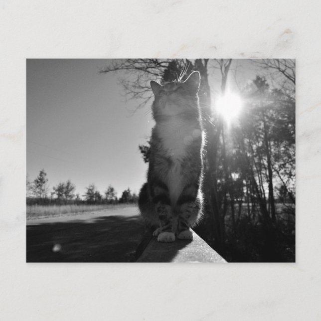 Bask Katt Vykort (Framsida)