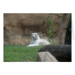 Bask White Tiger Hälsningskort