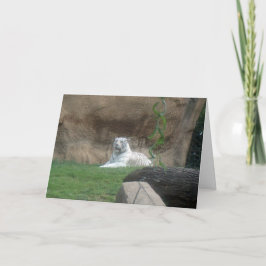 Bask White Tiger Kort