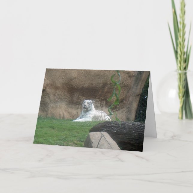 Bask White Tiger Kort (Framsida)