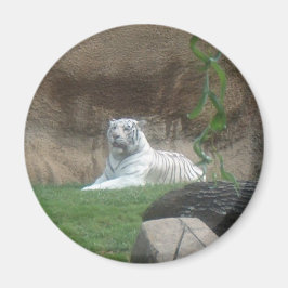 Bask White Tiger Magnet