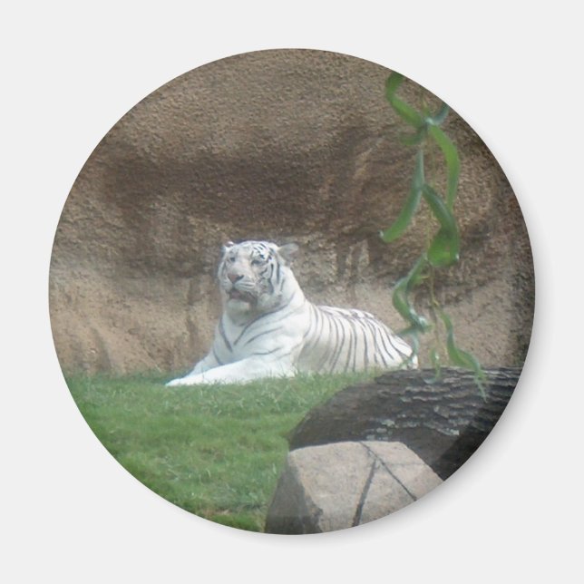 Bask White Tiger Magnet (Framsidan)