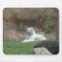 Bask White Tiger
