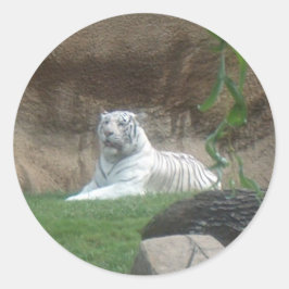 Bask White Tiger Runt Klistermärke