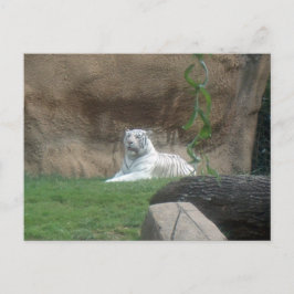 Bask White Tiger Vykort