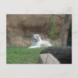 Bask White Tiger Vykort