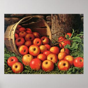 Basket i äpplen, bra konsmålning, poster