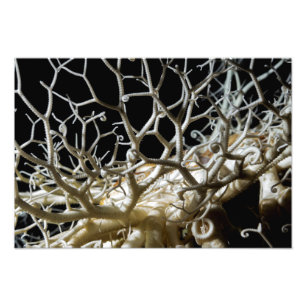 Basket Star (Gorgonocephalus eucnemis) konst Fototryck