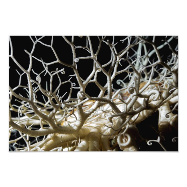 Basket Star (Gorgonocephalus eucnemis) konst Fototryck (Framsidan)