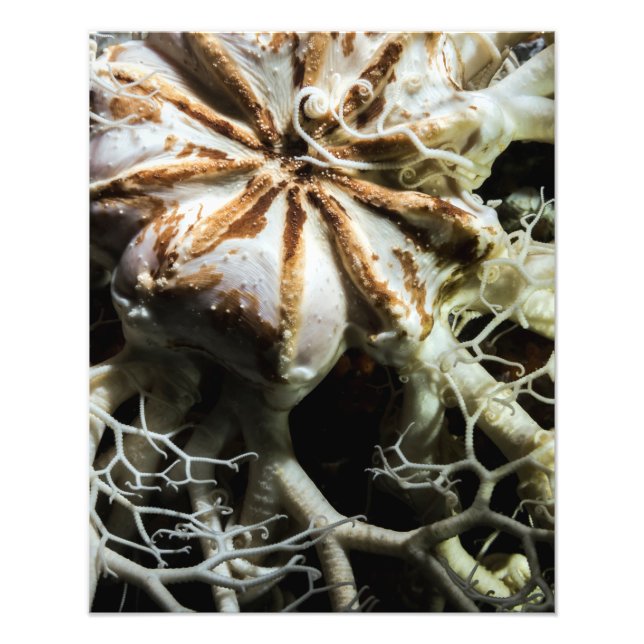 Basket Star (Gorgonocephalus eucnemis) - konst Fototryck (Framsidan)