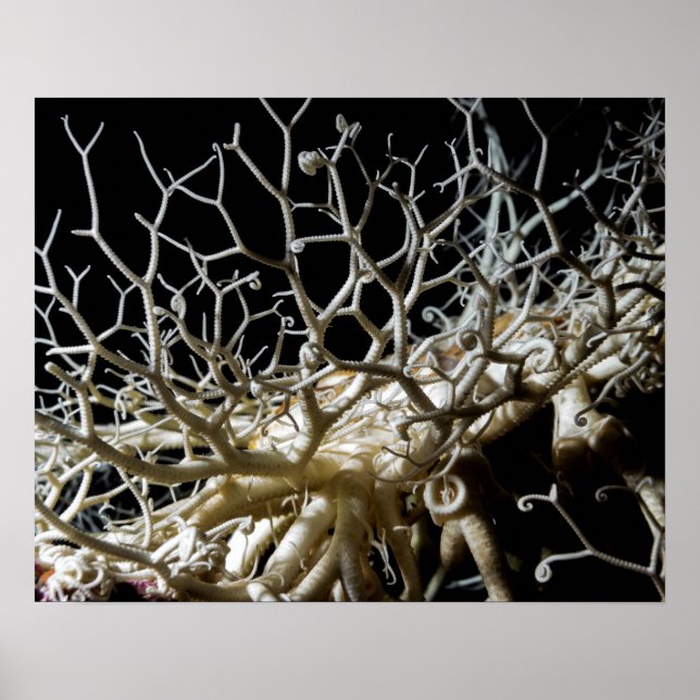 Basket Star (Gorgonocephalus eucnemis) - Poster (Framsidan)