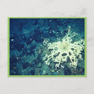 Basket Starfish Vykort