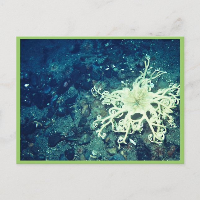 Basket Starfish Vykort (Framsida)