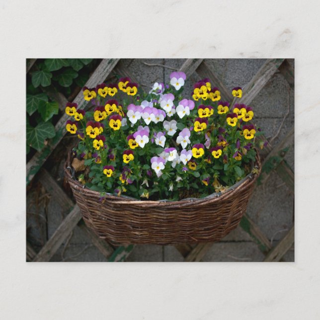 Basket with Violas Vykort (Framsida)