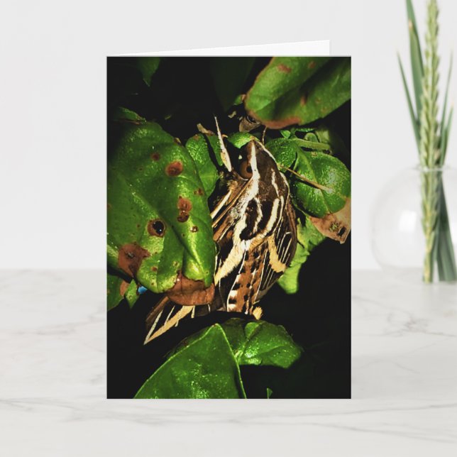 "Basking Moth" Snart Bättre Kort (Framsida)