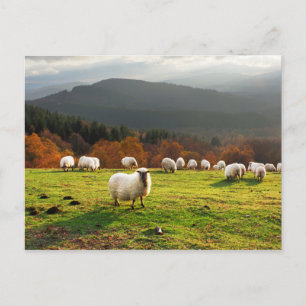 Basque Country Latxa får Vykort