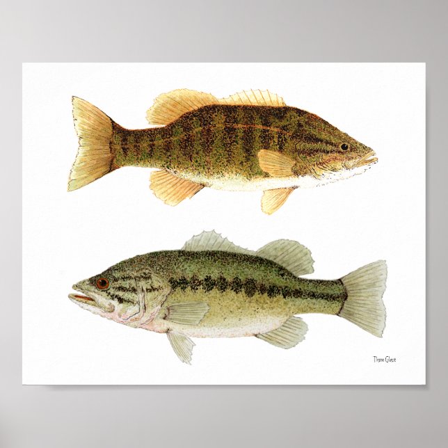 Bass - Smallmouth & Largemouth Bass Art Poster (Framsidan)