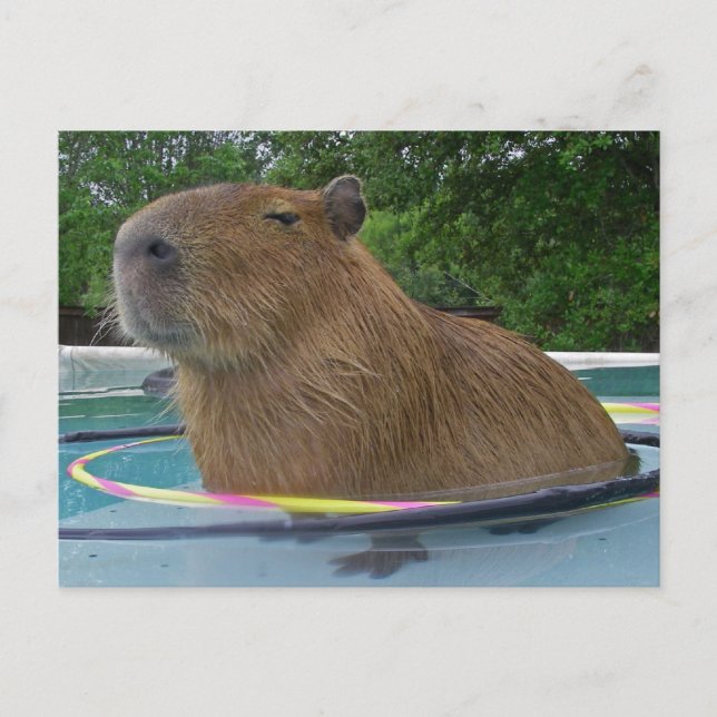Bassäng Capybara Vykort (Framsida)
