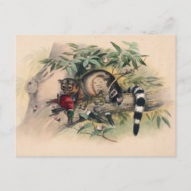 Bassaris av Joseph Varg Vykort (Framsida)