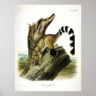 Bassaris, Ringtail, av Audubon Poster