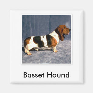 basset_hound 2, Bassethund Magnet