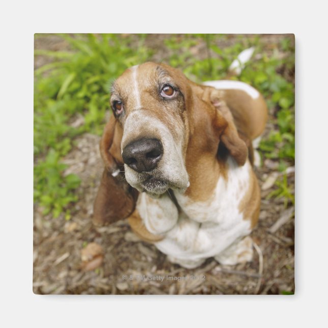 Basset Hound 2 Magnet (Framsidan)