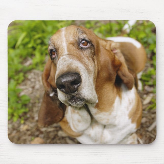 Basset Hound 2 Musmatta (Framsidan)