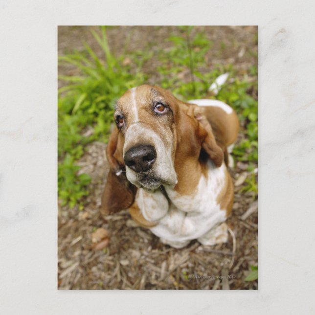 Basset Hound 2 Vykort (Framsida)