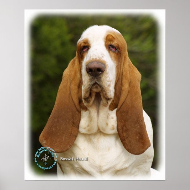 Basset Hound 9L9D-22_2 Poster (Framsidan)