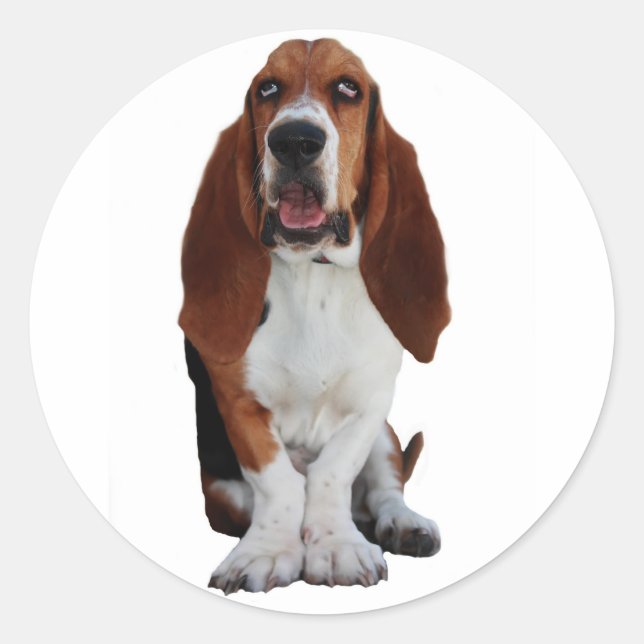 Basset Hound Bild Stickers Runt Klistermärke (Framsida)