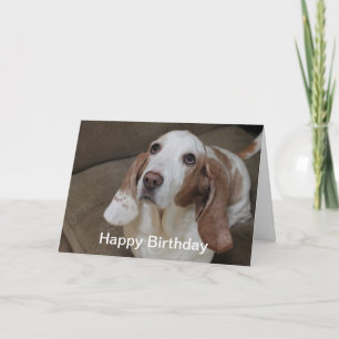 Basset Hound Birthday Card Kort