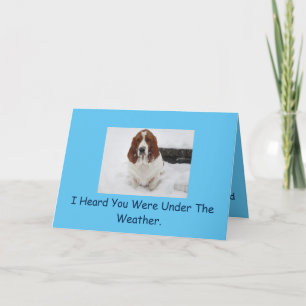 Basset Hound får ett bra kort. Kort