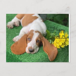 Basset hound födelsedag postkort vykort