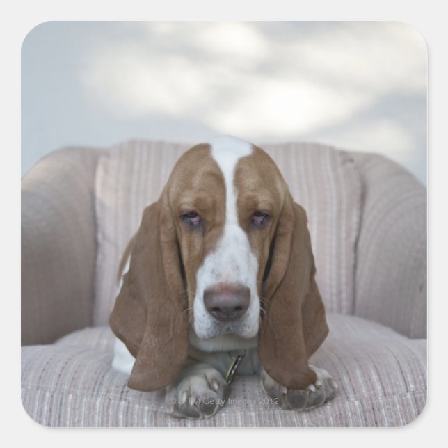 Basset Hound Fyrkantigt Klistermärke (Framsida)