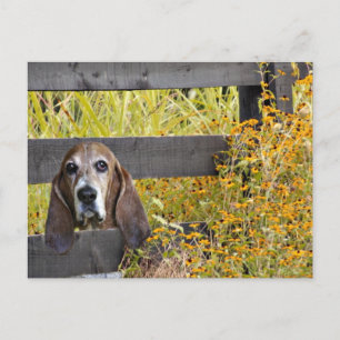 Basset Hound howdy Vykort