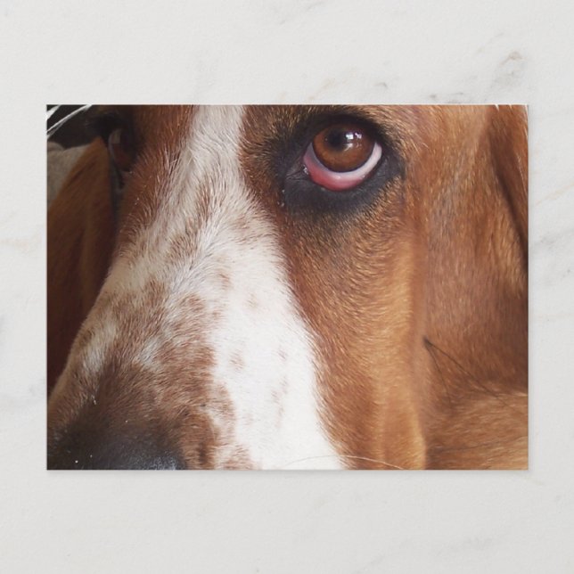 Basset Hound Hund-vykort Vykort (Framsida)