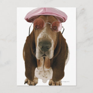 Basset hound i solglasögon och tak vykort