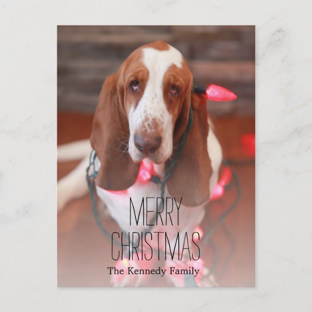 basset hound, jultoma, christmas ljus helg vykort (Framsida)