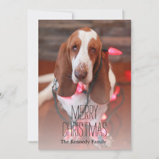 basset hound, jultoma, christmas ljus julkort (Framsida)