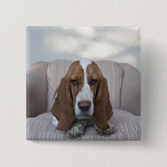 Basset Hound Knapp (Framsida)