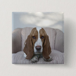 Basset Hound Knapp