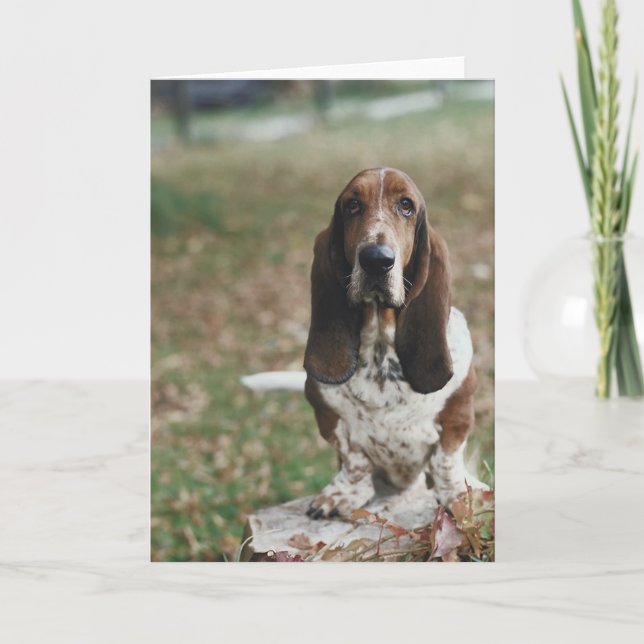 Basset Hound Kort (Framsida)