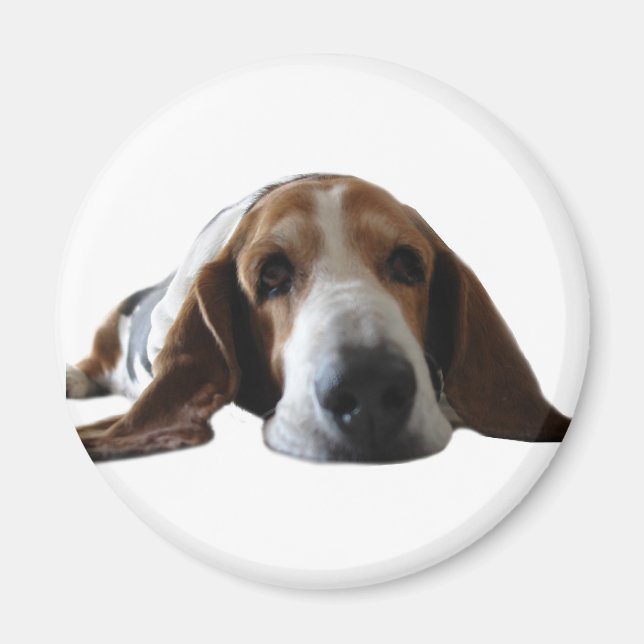 Basset Hound ljuger ned Magnet (Framsidan)