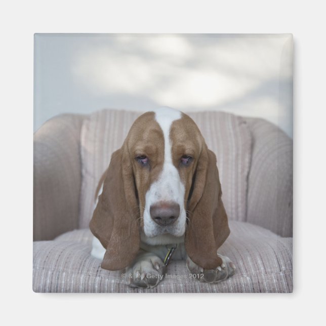 Basset Hound Magnet (Framsidan)