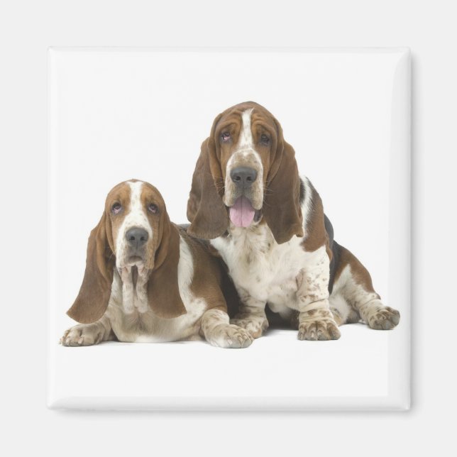 Basset Hound magnet (Framsidan)