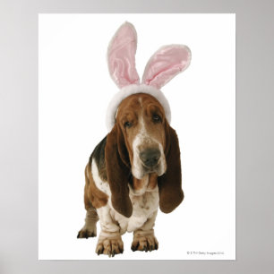 Basset hound med bunny öron poster